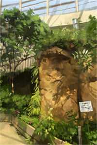 荒野圣母